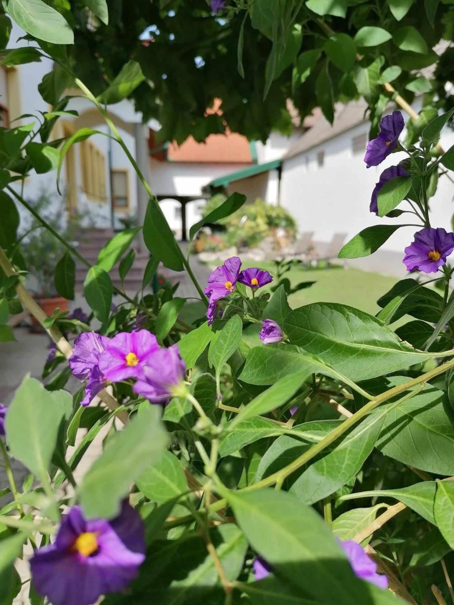 Nationalparkhof Gartner Weingut-Gastehaus Hotel Илмиц Екстериор снимка
